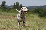 DALMATIEN 372